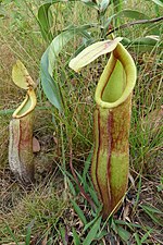 Miniatura para Nepenthes smilesii