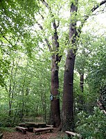 Die Ersatz-Königseiche ist Teil des Laubwalds beim Forsthaus Kirchwehren