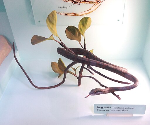 NHM London Twig snake (Thelotornis kirtlandii)
