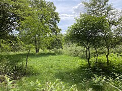 Heidefläche mit Moorbirke und Gagelsträuchern