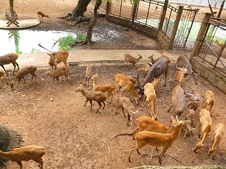 Tập tin:Nai vàng và nai đen.JPG