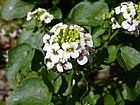 Nasturtium officinale BOGA.jpg