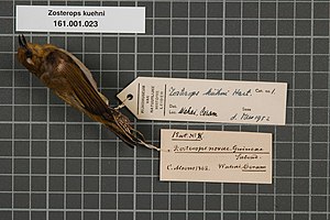 Naturalis-biologisen monimuotoisuuden keskus - RMNH.AVES.133412 1 - Zosterops kuehni Hartert, 1906 - Zosteropidae - lintujen ihonäyte.jpeg