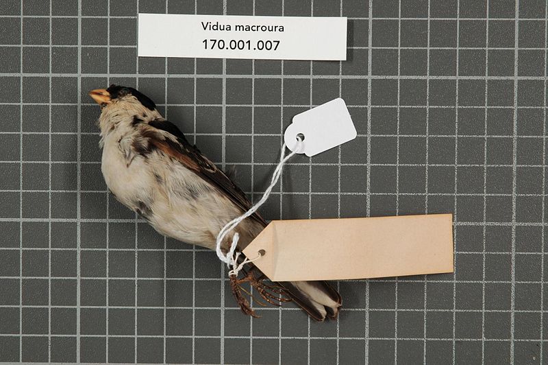 File:Naturalis Biodiversity Center - RMNH.AVES.150266 2 - Presua macroura (Pallas, 1764) - Ploceidae - bird skin specimen.jpeg