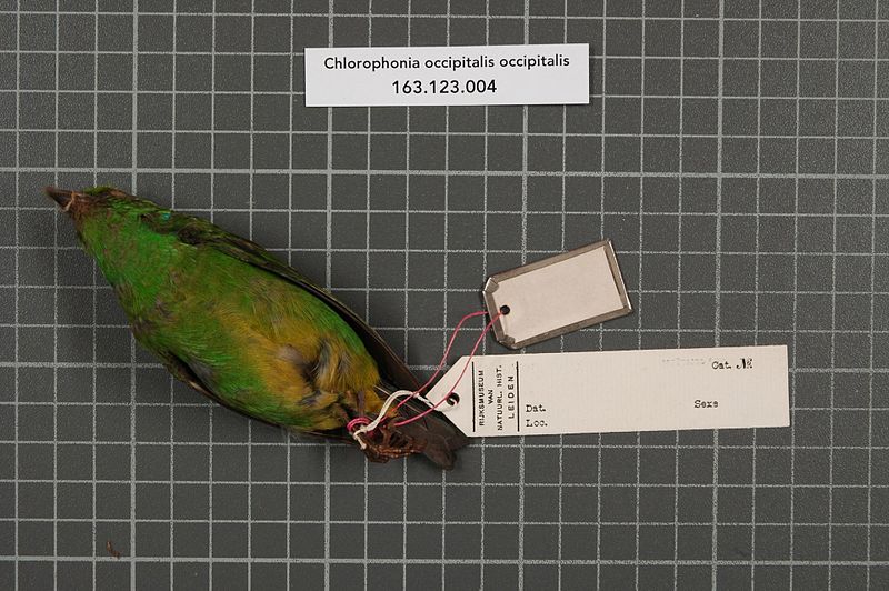 File:Naturalis Biodiversity Center - RMNH.AVES.152544 2 - Chlorophonia occipitalis occipitalis (Du Bus, 1847) - Emberizidae - bird skin specimen.jpeg