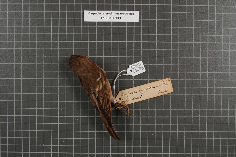 File:Naturalis Biodiversity Center - RMNH.AVES.154803 1 - Carpodacus erythrinus erythrinus (Pallas, 1770) - Fringillidae - bird skin specimen.jpeg
