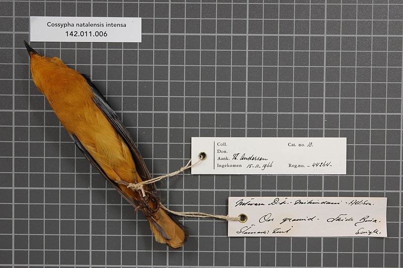 File:Naturalis Biodiversity Center - RMNH.AVES.44264 2 - Cossypha natalensis intensa Mearns, 1913 - Turdidae - bird skin specimen.jpeg