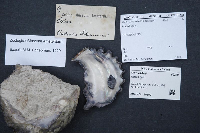 File:Naturalis Biodiversity Center - ZMA.MOLL.90890 - Ostrea spec. - Ostreidae - Mollusc shell.jpeg