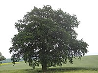 1 oak