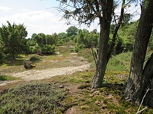 Wacholderheide nature reserve in Wachendorf, Lingen (Ems) .JPG