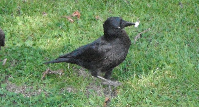 File:Neighbourhood crow project, anomilies and disease, eye growth 2.jpg