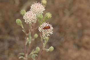 Nemognatha lurida