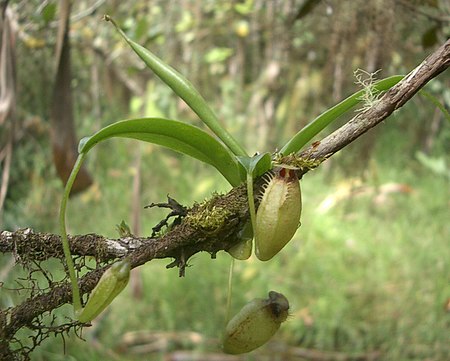 ไฟล์:Nepenthes_aristolochioides2.jpg