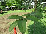 Nephelium lappaceum (Rambutan) tree in RDA, Bogra