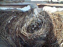 Nid de Moineau friquet, installé sous des tuiles.