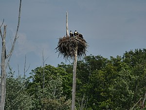 Quatre jeunes balbuzards dans un nid près d'Apsley en Ontario au Canada.