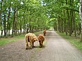 Miniatuurafbeelding voor de versie van 7 jun 2015 17:24