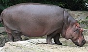 Hippopotamus amphibius