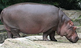 A nílusi víziló (Hippopotamus amphibius)