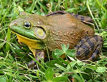 Североамериканский-bullfrog1.jpg