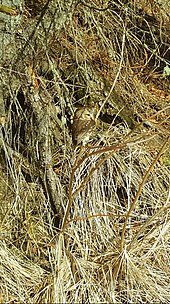 On a daytime hunt in a brushy area, Homer, Alaska Northern saw-whet owl in brush.jpg