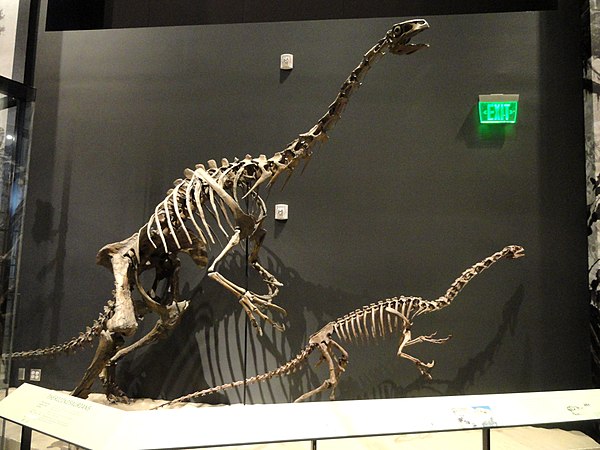 Reconstructed skeleton of the therizinosaurs Falcarius utahensis and Nothronychus graffami