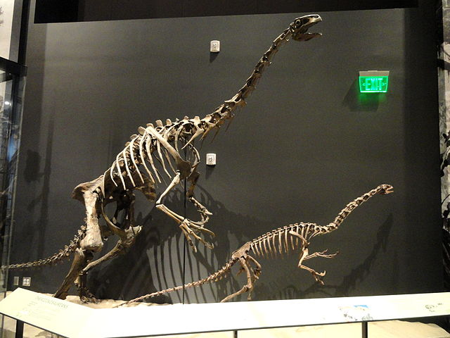 Reconstructed skeleton of the therizinosaurs Falcarius utahensis and Nothronychus graffami