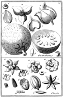 Tafel 10: „Guanabanus“ „Clusia“