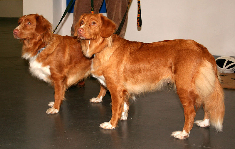 File:Nova scotia duck tolling retriever 111.jpg