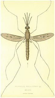 Миниатюра для Обыкновенный малярийный комар