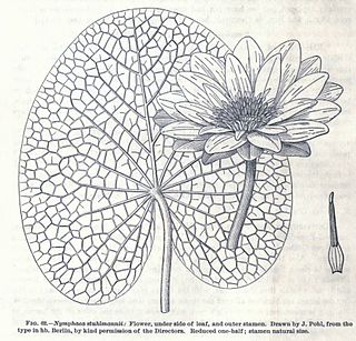 <i>Nymphaea stuhlmannii</i> Species of water lily