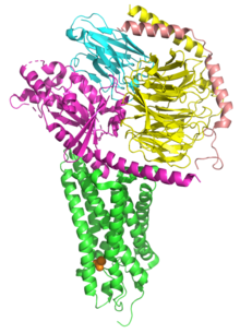 Structure of the olfactory receptor OR51E2 (green) complexed with miniGs399 and a propionic acid ligand (orange). OR51E2.png