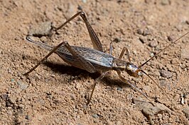 Oecanthus californicus