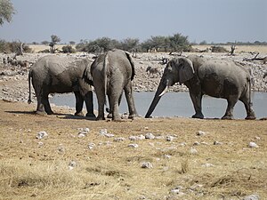 Parque Nacional Etosha: Etimología, Ecosistemas, Historia