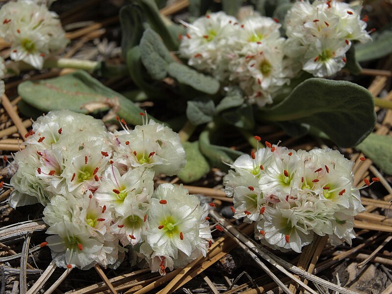 File:Oneseed pussypaws, Calyptridium paniculatum (35523869196).jpg