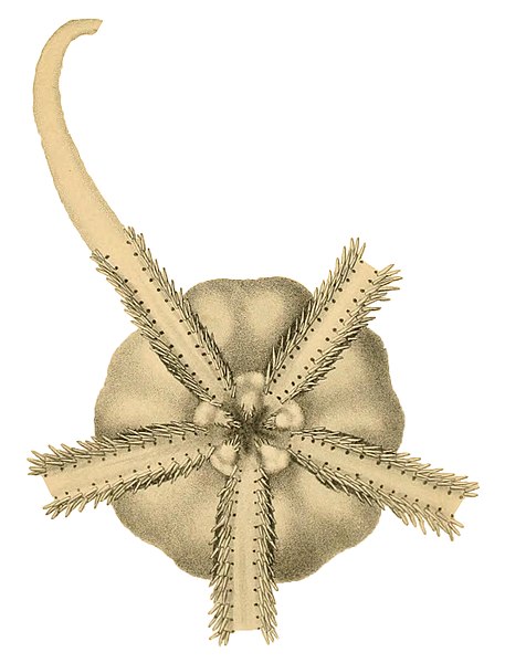 File:Ophioscolex glacialis - Taf. X (Müller & Troschel, 1842) (cropped).jpg