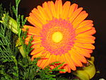 Orange Flower.jpg