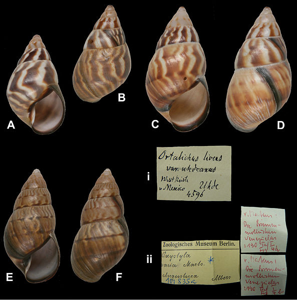 File:Orthalicus species in mollusc collection in Museum für Naturkunde Berlin - ZooKeys-279-001-g026.jpg