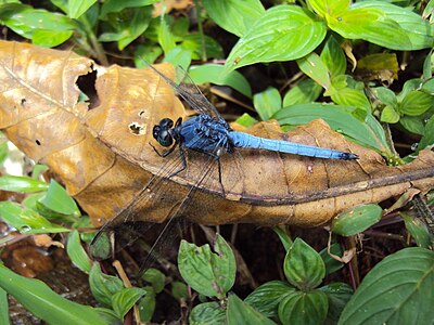 Orthetrum glaucum (ആൺതുമ്പി)