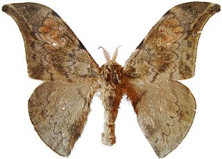 <i>Orthogonioptilum</i> Genus of moths