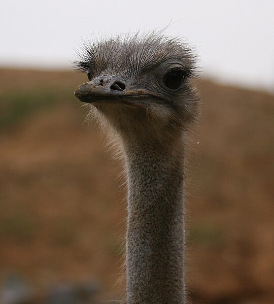 File:Ostrich - Colchester Zoo - Colchester, Essex, England - Monday November 5th 2007. (2022272132).jpg