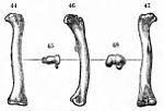 Miniatura para Othnielia rex