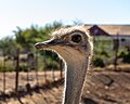 * Nomination African ostrich at the ostrich farm “La Plume”, Oudtshoorn, Western Cape, South Africa --XRay 03:05, 12 April 2024 (UTC) * Promotion  Support Good quality. --Rjcastillo 03:16, 12 April 2024 (UTC)