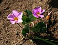 Oxalis obliquifolia