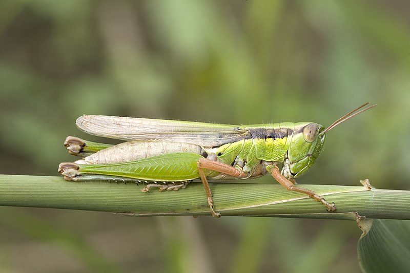 File:Oxya yezoensis 08Oct7.jpg