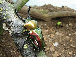 Australian magnificent stag beetle (Phalacrognathus muelleri)