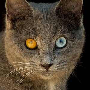 Odd-Eyed Cat