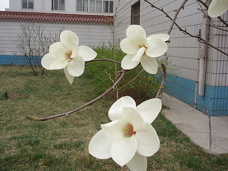 Magnoliopsida