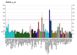 PBB GE PDLIM5 203242 s at fs.png