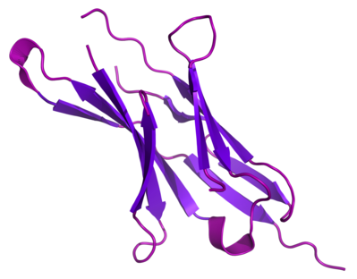 Programmed cell death protein 1